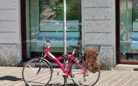 Api creano il nido nel cestello di una bici