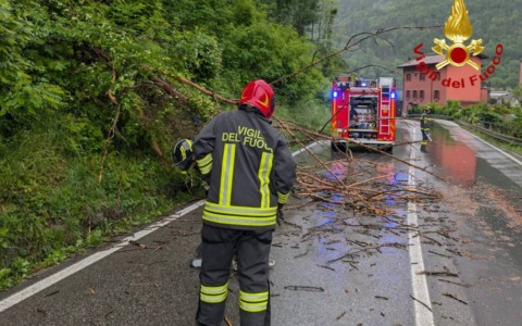 Berzo Demo: una pianta cade sulla strada per le forti piogge