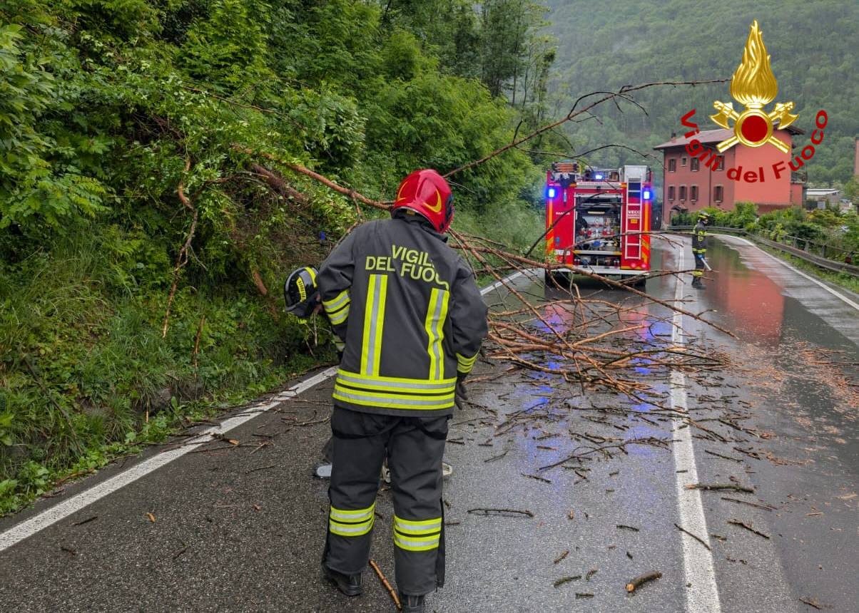 Berzo Demo: una pianta cade sulla strada per le forti piogge