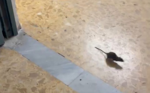 Blatte e topi nei sotterranei dell’ospedale Goretti, la denuncia. VIDEO