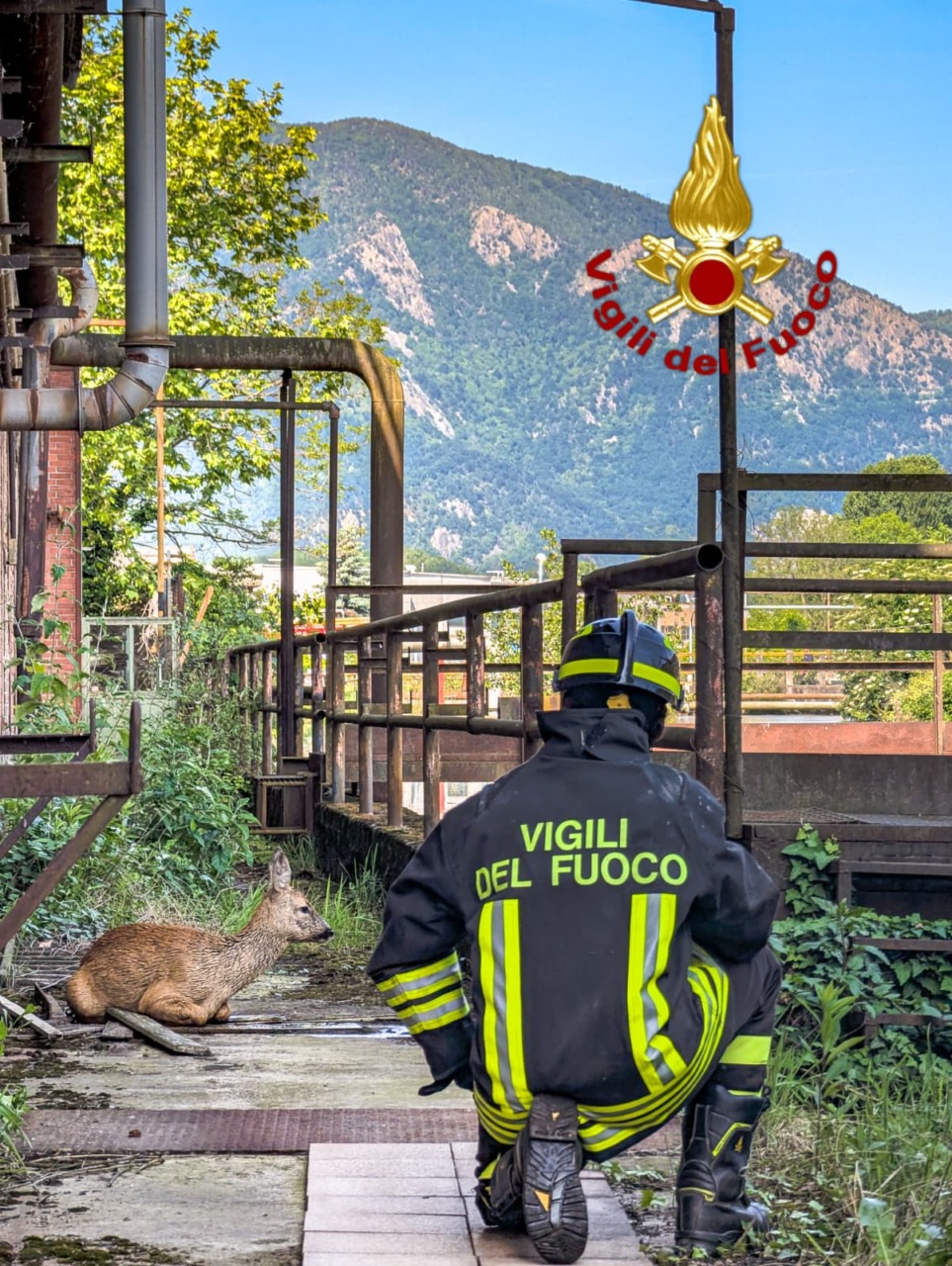Capriolo intrappolato nel canale della Dora: salvato dai Vigili del Fuoco