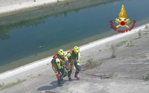 Cerbiatto bloccato nel canale Diversivo: intervento dei Vigili del Fuoco in località Gambarana