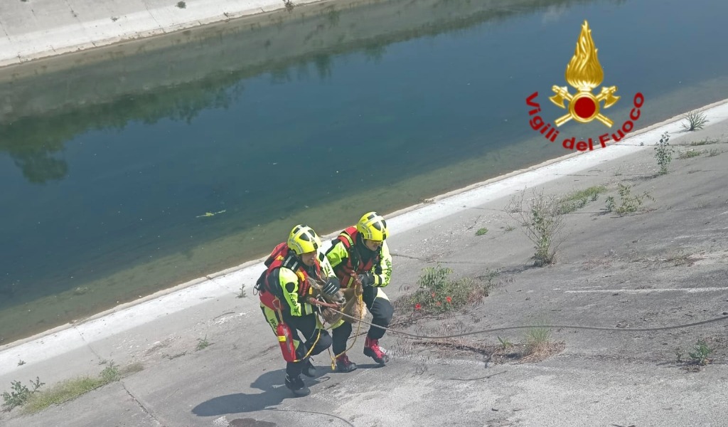 Cerbiatto bloccato nel canale Diversivo: intervento dei Vigili del Fuoco in località Gambarana