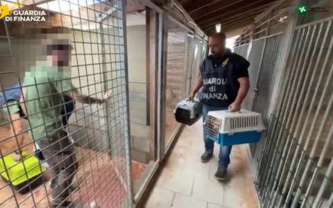 Cuccioli denutriti e ammassati in gabbia: scoperto allevamento abusivo
