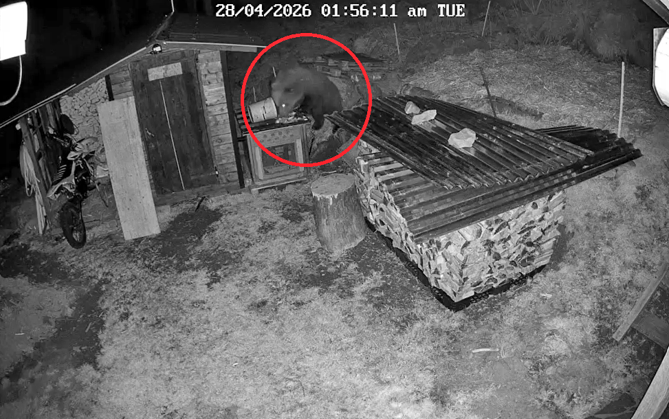 Da Darfo a Berzo Inferiore, da Bienno a Cimbergo: gli avvistamenti dell’orso in cerca di cibo. I sindaci: “Siamo preoccupati per gli allevatori e per i cittadini”
