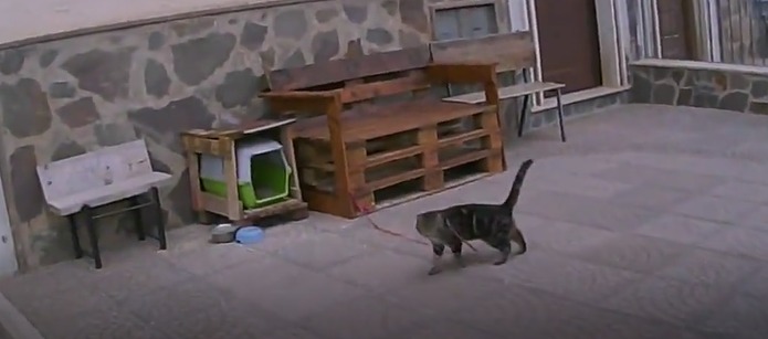 Gatto legato ad una corda, denunciata una donna