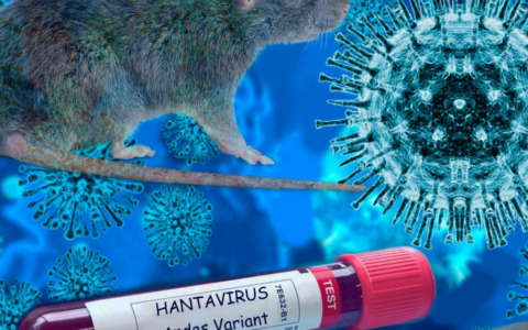 Hantavirus, Giani rassicura: “Nessun allarmismo”