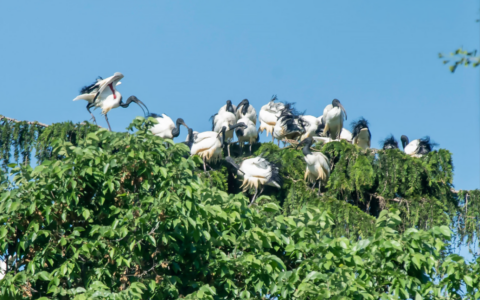 Ibis sacri nei parchi cittadini, il Comune: “Nessuno sta distruggendo le uova”