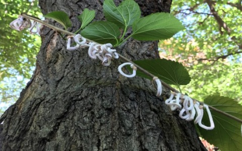 Interventi di contenimento della Takahashia japonica e della Popillia