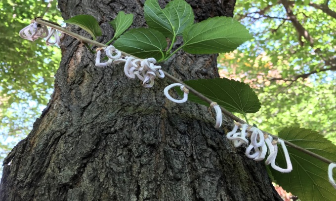 Interventi di contenimento della Takahashia japonica e della Popillia
