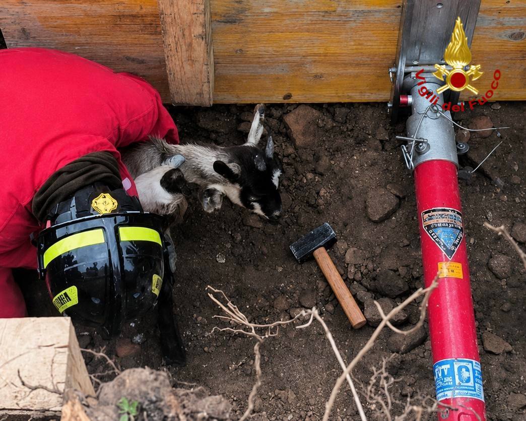Leno: capretta incastrata in un tubo fognario, l’intervento dei Vigili del Fuoco