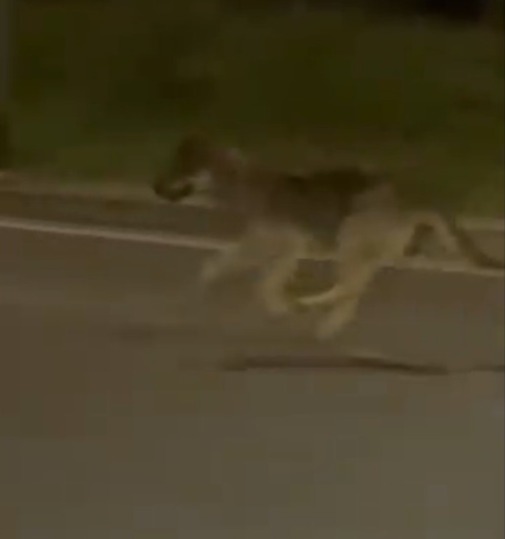 Lupo a spasso per la città immortalato nel video di un automobilista