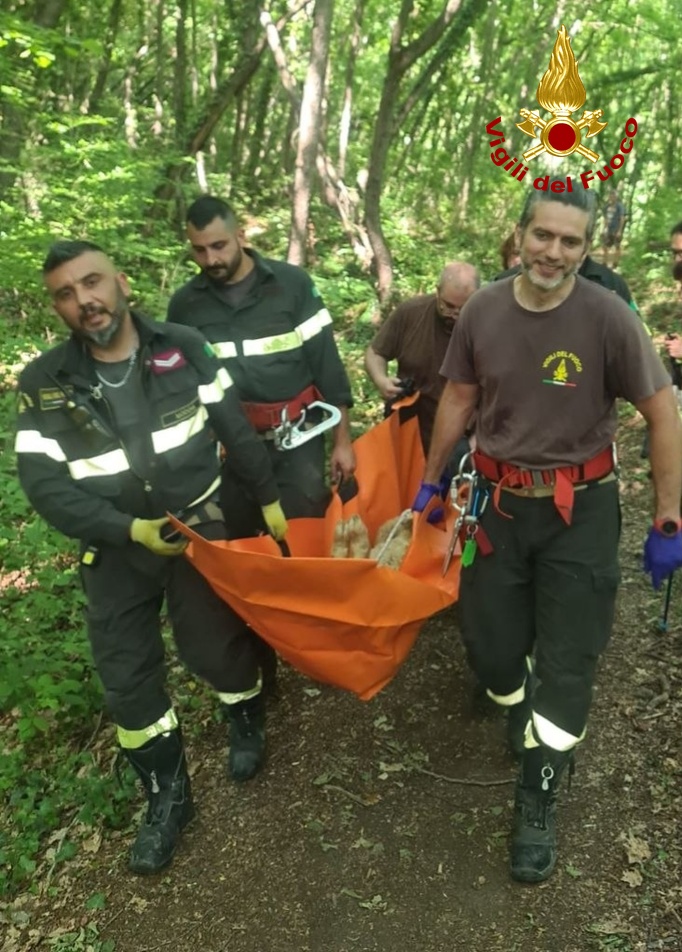 Pecora resta “intrappolata” in un calanco di Roccamalatina: salvata dai vigili del fuoco