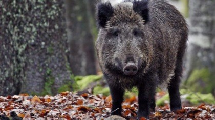Peste Suina Africana, aumentano i casi in Liguria