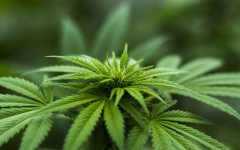 Sicurezza Interna Usa permette di portare cannabis in aereo: quale e a chi
