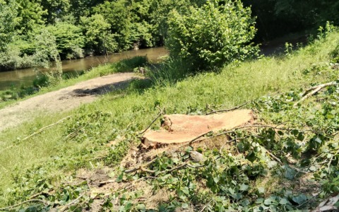 Taglio alberi al Chiusella, gli ambientalisti contestano l’ordinanza sindacale