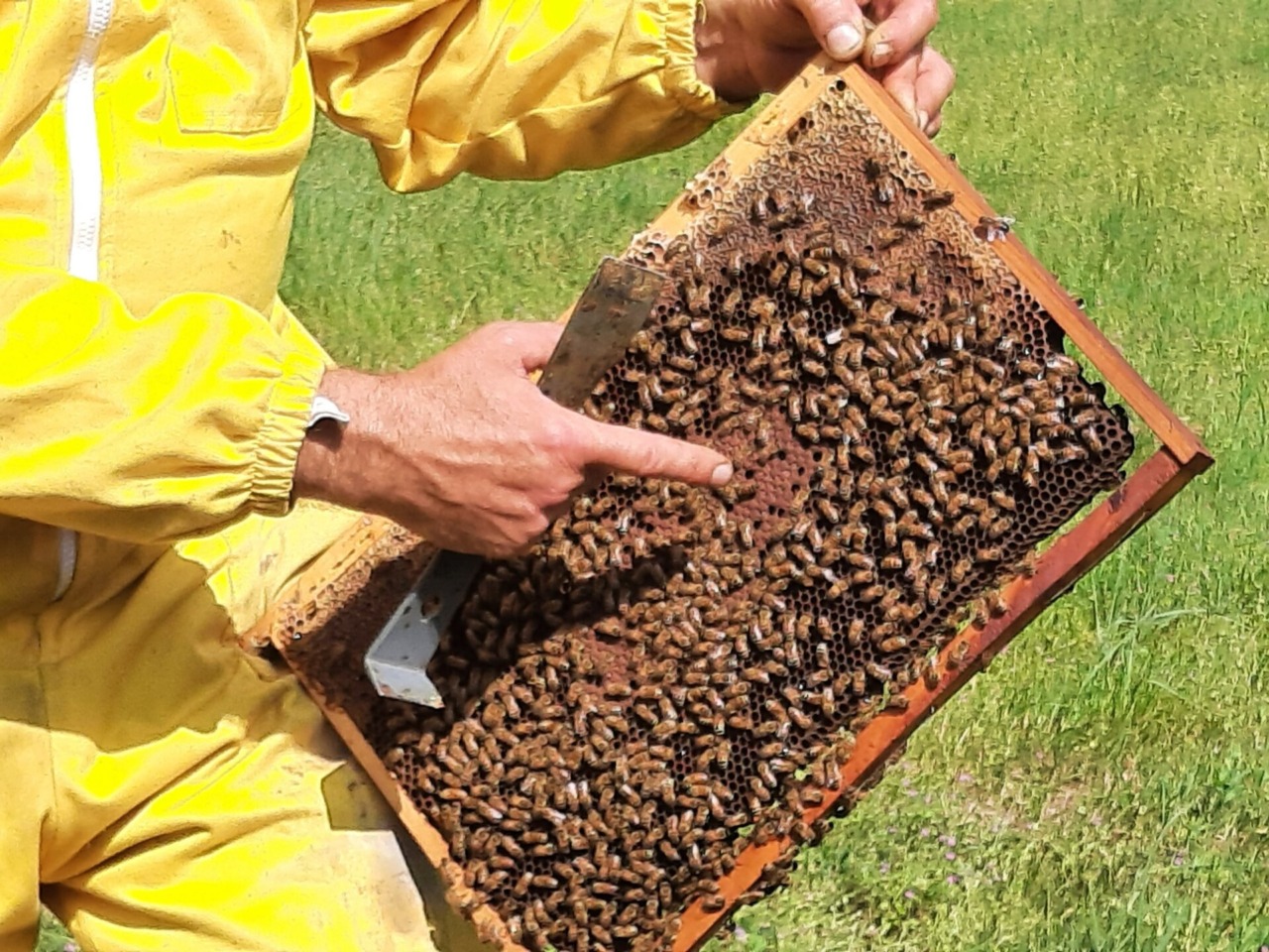 Un’arnia didattica ad Arese per biodiversità, api e formazione ambientale