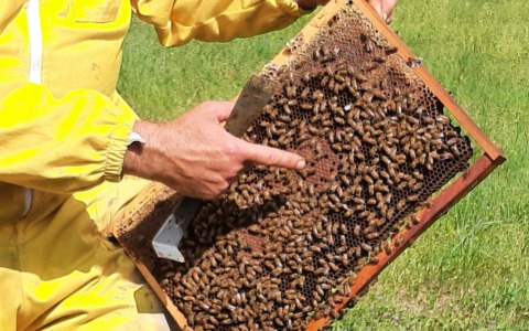 Un’arnia didattica ad Arese per biodiversità, api e formazione ambientale
