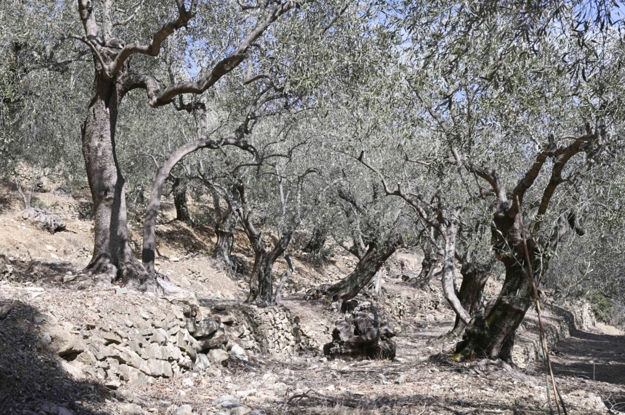 Agricoltura: arrivano i contributi per i danni causati dalla siccità che ha interessato la Liguria nel  2022
