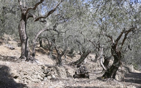 Agricoltura: arrivano i contributi per i danni causati dalla siccità che ha interessato la Liguria nel  2022