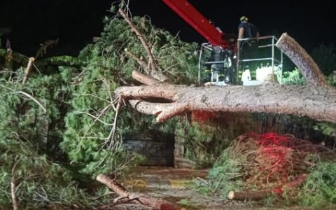 Albero crollato a Ventimiglia. Di Muro: “E’ uno dei 26 pini ad elevata criticità che verranno abbattuti”