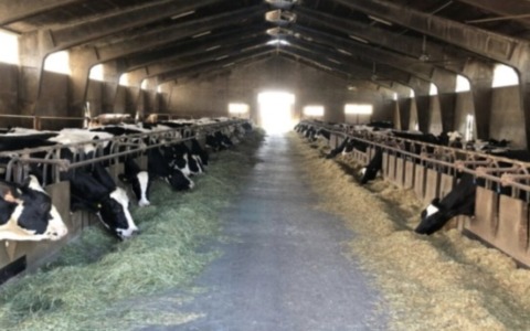 Allerta caldo: anche nel Bresciano coltivazioni e animali stressati dall’afa