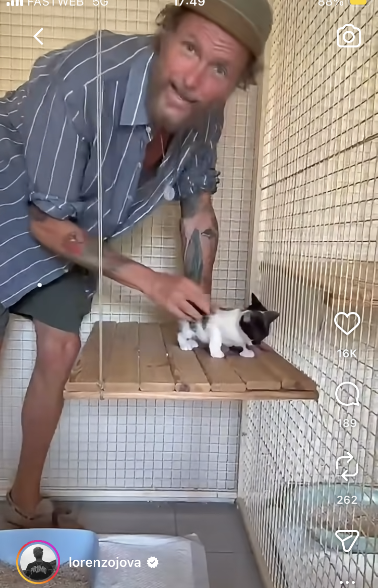 Appello di Jovanotti per tre gattini abbandonati – VIDEO