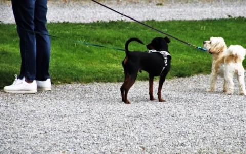 Bambino di 8 anni morso da un cane al parco: soccorso e trasportato in ospedale
