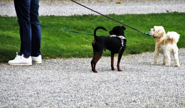 Bambino di 8 anni morso da un cane al parco: soccorso e trasportato in ospedale