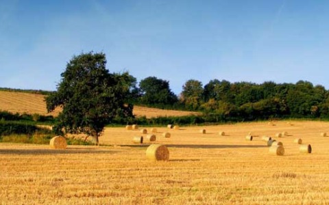 Caldo, 50mila lavoratori della terra esposti al rischio