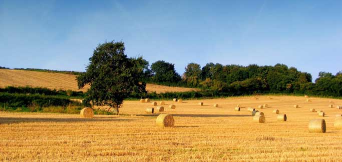 Caldo, 50mila lavoratori della terra esposti al rischio