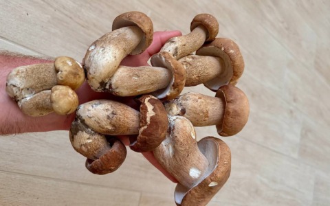 Caldo record e temporali, spunta il lato positivo: nei boschi del Lecchese abbondano i funghi