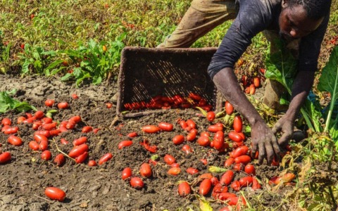 Caporalato, Latina tra i dieci Comuni pilota d’Italia