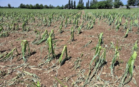 Coldiretti, i disagi del maltempo nelle campagne bresciane, Facchetti: “Investire nella prevenzione”