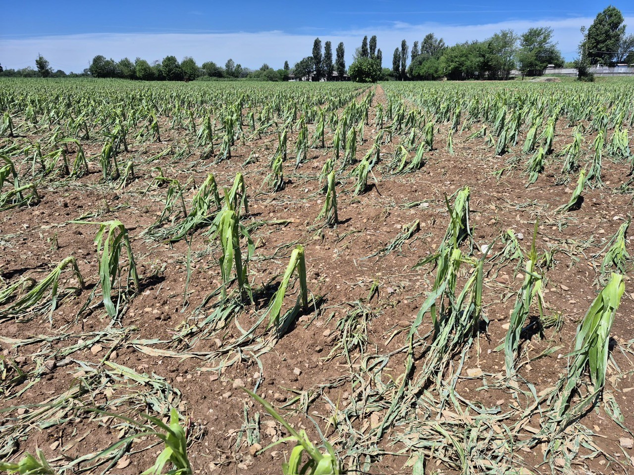 Coldiretti, i disagi del maltempo nelle campagne bresciane, Facchetti: “Investire nella prevenzione”
