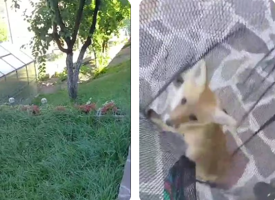 Cucciolo di volpe intrappolato in un giardino, salvato dalla Polizia provinciale VIDEO