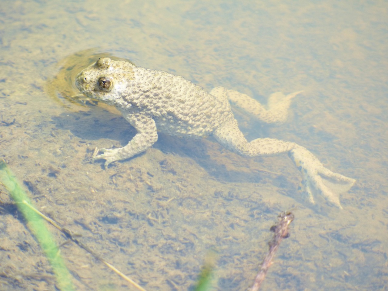 Fiocco verde al Parco dei Colli, nati i primi ululoni dal ventre giallo (una specie a rischio estinzione)
