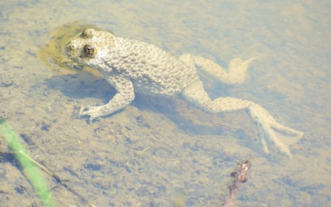 Fiocco verde al Parco dei Colli, nati i primi ululoni dal ventre giallo (una specie a rischio estinzione)
