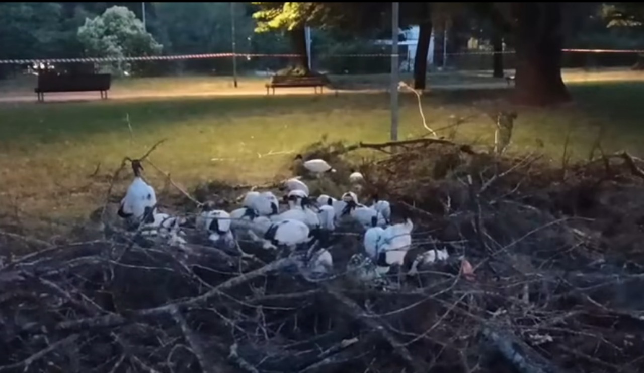 Gli Ibis sacri diventano caso politico: opposizioni all’attacco e c’è chi chiede le dimissioni del sindaco