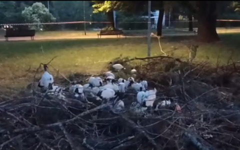Gli Ibis sacri diventano caso politico: opposizioni all’attacco e c’è chi chiede le dimissioni del sindaco