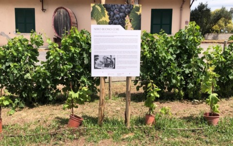 Inaugurato il nuovo vigneto di Sant’Alessio
