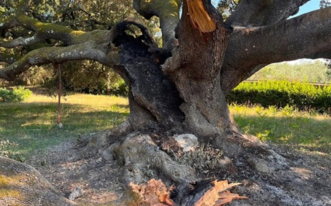 Incendiato un albero secolare, comunità ripolese sotto shock