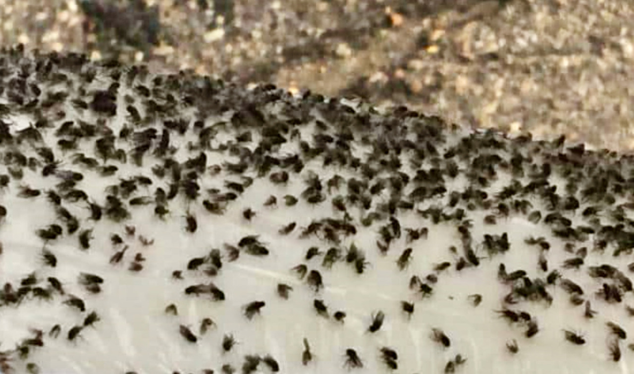 Lallio è invasa dalle mosche! Il Comune annuncia un piano di disinfestazioni