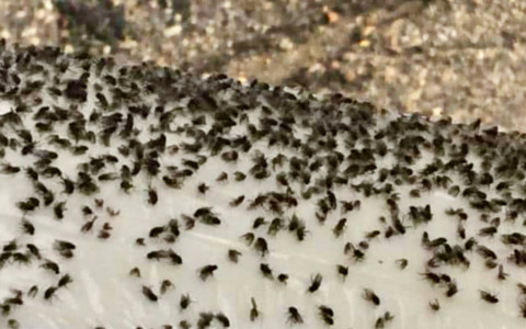 Lallio è invasa dalle mosche! Il Comune annuncia un piano di disinfestazioni