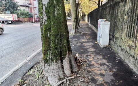 L’Amministrazione ha sciolto le riserve sul futuro di via Don Sturzo e sulla difficile scelta se salvare alberi, ciclabile o parcheggi