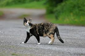 Lo studio sui gatti: i meticci hanno rischio maggiore di neoplasie