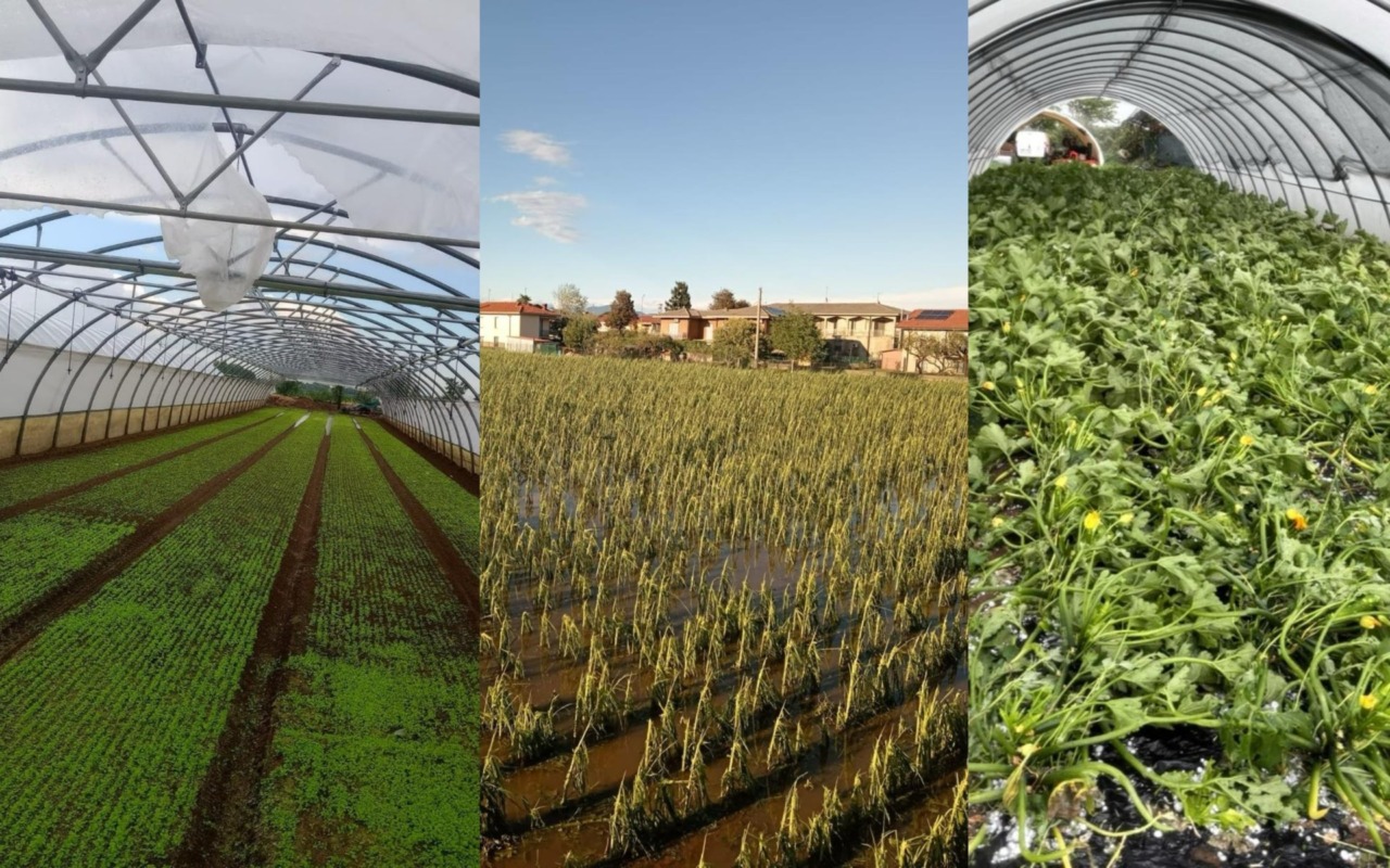 Maltempo, pesanti danni all’agricoltura bergamasca: campi devastati da grandine, pioggia e vento