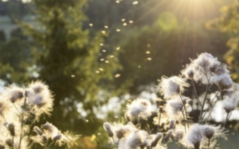 Meteo nel Bresciano all’insegna dell’afa e del caldo per tutta la settimana
