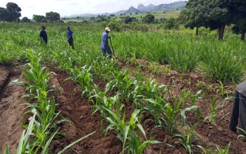 Migliorano i raccolti e si rafforza l’agricoltura contro i cambiamenti climatici
