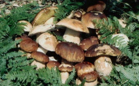 “Non chiamateli solo ‘Funghi’. Sveliamo i segreti del bosco”